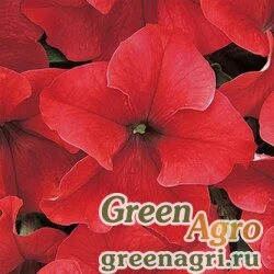 Семена Петуния крупноцветковая (Petunia grandiflora) "Dreams F1" (red) raw 1000 шт.