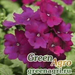 Вербена гибридная (Verbena hybrida) "Quartz – XP" (purple) Primed 1000 шт.