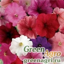 Семена Петуния многоцветковая (Petunia multiflora) "Mirage F1" (mix) raw 1000 шт.