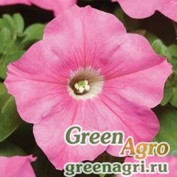 Семена Петуния многоцветковая (Petunia multiflora) "Carpet F1" (pink) raw 1000 шт.