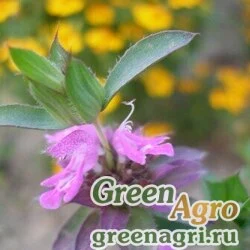 Семена Монарда двойчатая (Monarda didyma) (mix) 1 гр.