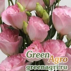 Семена Лизиантус (Эустома) крупноцветковый (Lisianthus grandiflorum) "ABC 2 F1" (misty pink) pelleted 1000 шт.