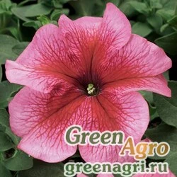 Семена Петуния крупноцветковая (Petunia grandiflora) "Tritunia F1" (salmon veined) pelleted 1000 шт.