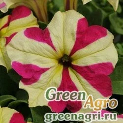 Семена Петуния крупноцветковая (Petunia grandiflora) "Sophistica F1" (lime bicolor) pelleted 100 шт.