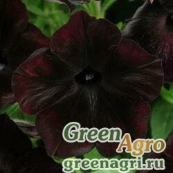 Семена Петуния многоцветковая (Petunia multiflora) "Debonair F1" (black cherry) pelleted 100 шт.