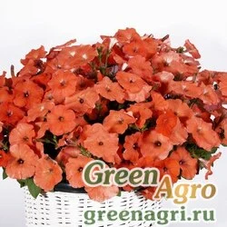 Семена Петуния ампельная гибридная (Petunia x hybrida) "Amore Mio F1" (orange red) pelleted 1000 шт.