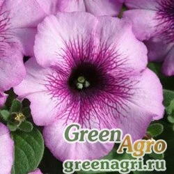Семена Петуния многоцветковая (Petunia multiflora) "Mirage F1" (plum crystal) pelleted 1000 шт.