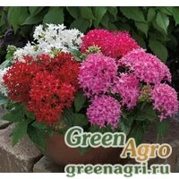 Семена Пентас ланцетовидный (Pentas lanceolata) "BeeBright F1" (mix) pelleted 1000
