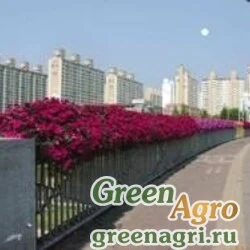Семена Петуния ампельная гибридная (Petunia x hybrida) "Wave F1" (purple classic) Pelleted 100 шт.