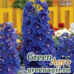 Семена Дельфиниум высокий (Delphinium elatum) "Guardian F1" (blue) raw 100 шт.