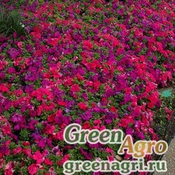 Семена Петуния крупноцветковая (генетически компактная) (Petunia grandiflora) "Limbo *GP* F1" (heather's mixture)  raw 1000 шт.