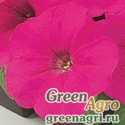Семена Петуния многоцветковая (Petunia multiflora) "Mirage F1" (rose) pelleted 1000 шт.