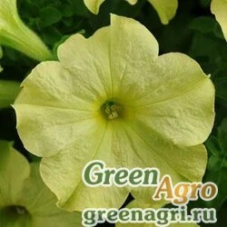 Семена Петуния крупноцветковая (Petunia grandiflora) "Sophistica F1" (lime green) pelleted 100 шт.