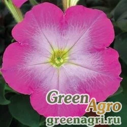 Семена Петуния многоцветковая (Petunia multiflora) "Mirage F1" (lavender glow) raw 1000 шт.