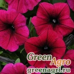 Семена Петуния ампельная гибридная (Petunia x hybrida) "Shock Wave F1" (deep purple) pelleted 100 шт.