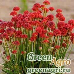 Семена Армерия ложноармерия (Armeria pseudarmeria) "Ballerina" (red) raw 1000 шт.