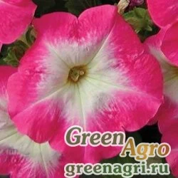 Семена Петуния многоцветковая (Petunia multiflora) "Mirage F1" (rose morn) raw 1000 шт.