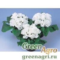 Семена Примула махровая Розанна Вайт 1000шт Семена Примула махровая Розанна Вайт 1000шт