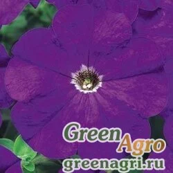 Семена Петуния многоцветковая (Petunia multiflora) "Carpet F1" (blue) pelleted 1000 шт.