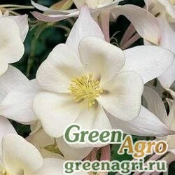 Семена Аквилегия гибридная (Aquilegia hybrida) "Swan F1" (white) Raw 100 шт.