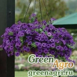 Семена Петуния ампельная гибридная (Petunia x hybrida) "Easy Wave F1" (blue) pelleted 100 шт.