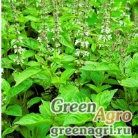 Семена Базилик благородный (Ocimum basilicum) "Lime Basil Mrs. Burns" 50 гр.