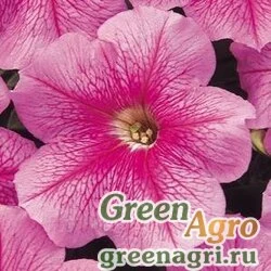 Семена Петуния многоцветковая (Petunia multiflora) "Mirage F1" (chic) raw 1000 шт.