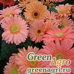 Гербера Джеймсона Gerbera jemesonii MEGA REVOLUTION CHAMPAGNE Coated 1000