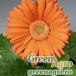 Гербера Джеймсона Gerbera jemesonii Jaguar F1 tangerine Coated 1000