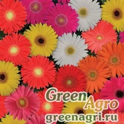Гербера Джеймсона Gerbera jemesonii MEGA REVOLUTION MIX CLASSIC Coated 1000