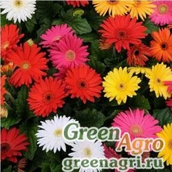 Гербера Джеймсона Gerbera jemesonii MEGA REVOLUTION MIX SELECT Coated 1000