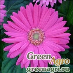 Гербера Джеймсона Gerbera jemesonii MEGA REVOLUTION ROSE LIGHT EYE Coated 1000