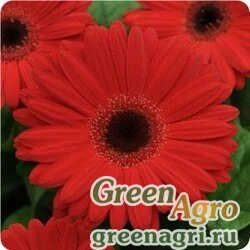 Гербера Джеймсона Gerbera jemesonii MEGA REVOLUTION RED DARK EYE Coated 100