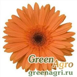 Гербера Джеймсона Gerbera jemesonii MEGA REVOLUTION ORANGE DARK EYE Coated 1000