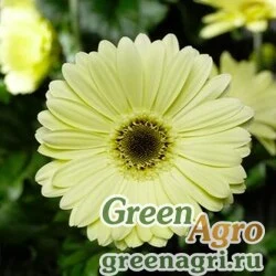 Семена Гербера Джеймсона (Gerbera jamesonii) "Jaguar F1" (lemon dark center) Coated 1000 шт.