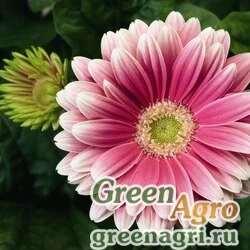 Гербера Джеймсона Gerbera jemesonii Jaguar F1 rose picotee Coated 1000