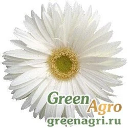 Гербера Джеймсона Gerbera jemesonii MEGA REVOLUTION WHITE Coated 1000