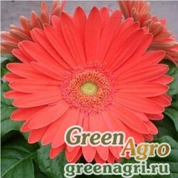 Гербера Джеймсона Gerbera jemesonii MEGA REVOLUTION WATERMELON Coated 1000