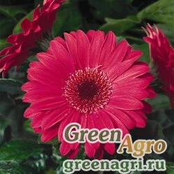 Гербера Джеймсона Gerbera jemesonii Jaguar F1 rose dark center Coated 1000