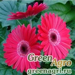 Гербера Джеймсона Gerbera jemesonii MEGA REVOLUTION PURPLE SHADES Coated 1000