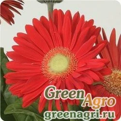 Гербера Джеймсона Gerbera jemesonii MEGA REVOLUTION BRIGHT RED LIGHT EYE Coated 100