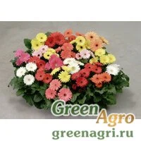 Семена Гербера Джеймсона (Gerbera jamesonii) "Mini Revolution F1" (mix) coated 500 шт.