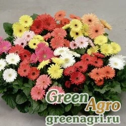 Семена Гербера Джеймсона (Gerbera jamesonii) "Mini Revolution F1" (mix) coated 500 шт.
