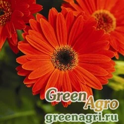 Гербера Джеймсона Gerbera jemesonii Jaguar F1 tangerine dark center Coated 1000