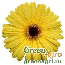 Гербера Джеймсона Gerbera jemesonii MEGA REVOLUTION GOLDEN YELLOW WITH DARK CENTRE Coated 100