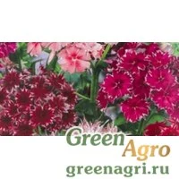Семена пакетированные Флокс Друммонда Манящая звезда Удач сем Гавриш Ц (ЗАКАЗ)