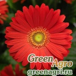 Семена Гербера Джеймсона (Gerbera jamesonii) "Jaguar F1" (scarlet) Coated 1000 шт.