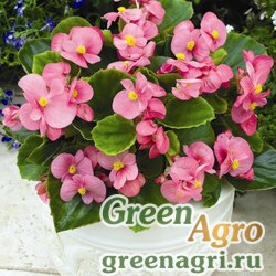 Семена Бегония вечноцветущая (зеленая листва) (Begonia semperflorens) "Bada Bing F1" (pink) pelleted 100 шт.