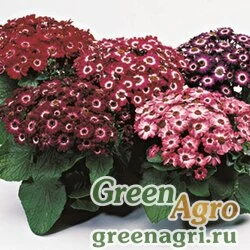 Семена Цинерария гибридная (Pericallis cruenta) "Jester F1" (royal bicolor shades) raw 1000 шт.