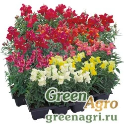 Семена Львиный зев Флорал Шауэрс Микс 1000шт